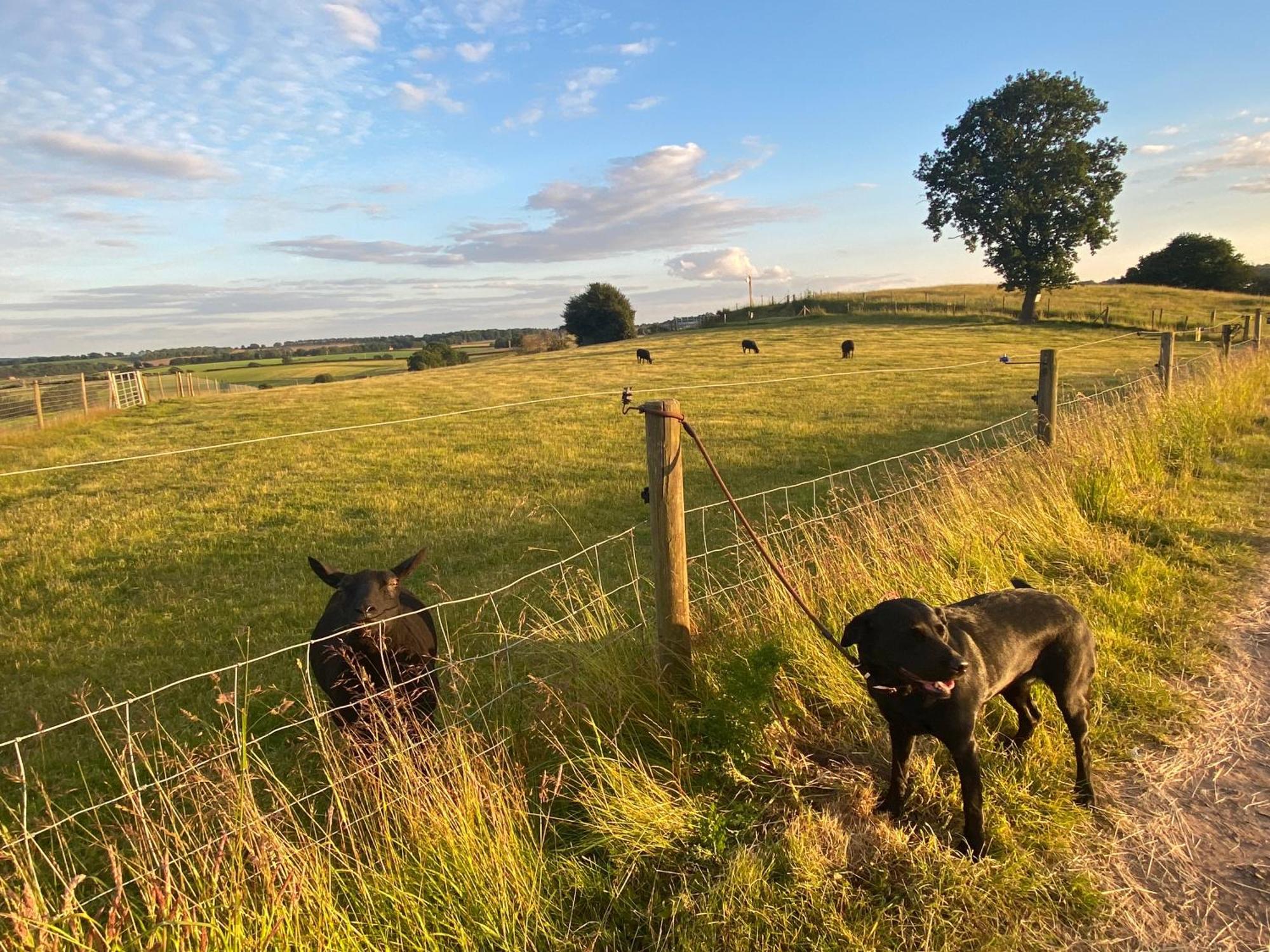 The Little John Petite Cosy Log Cabin - Sleeps 2, Great For Romantic Breaks, Couples, Single Guests, Near Sherwood Forest At Fairview Farm, Nottingham Set In 88 Acres Blidworth Zewnętrze zdjęcie